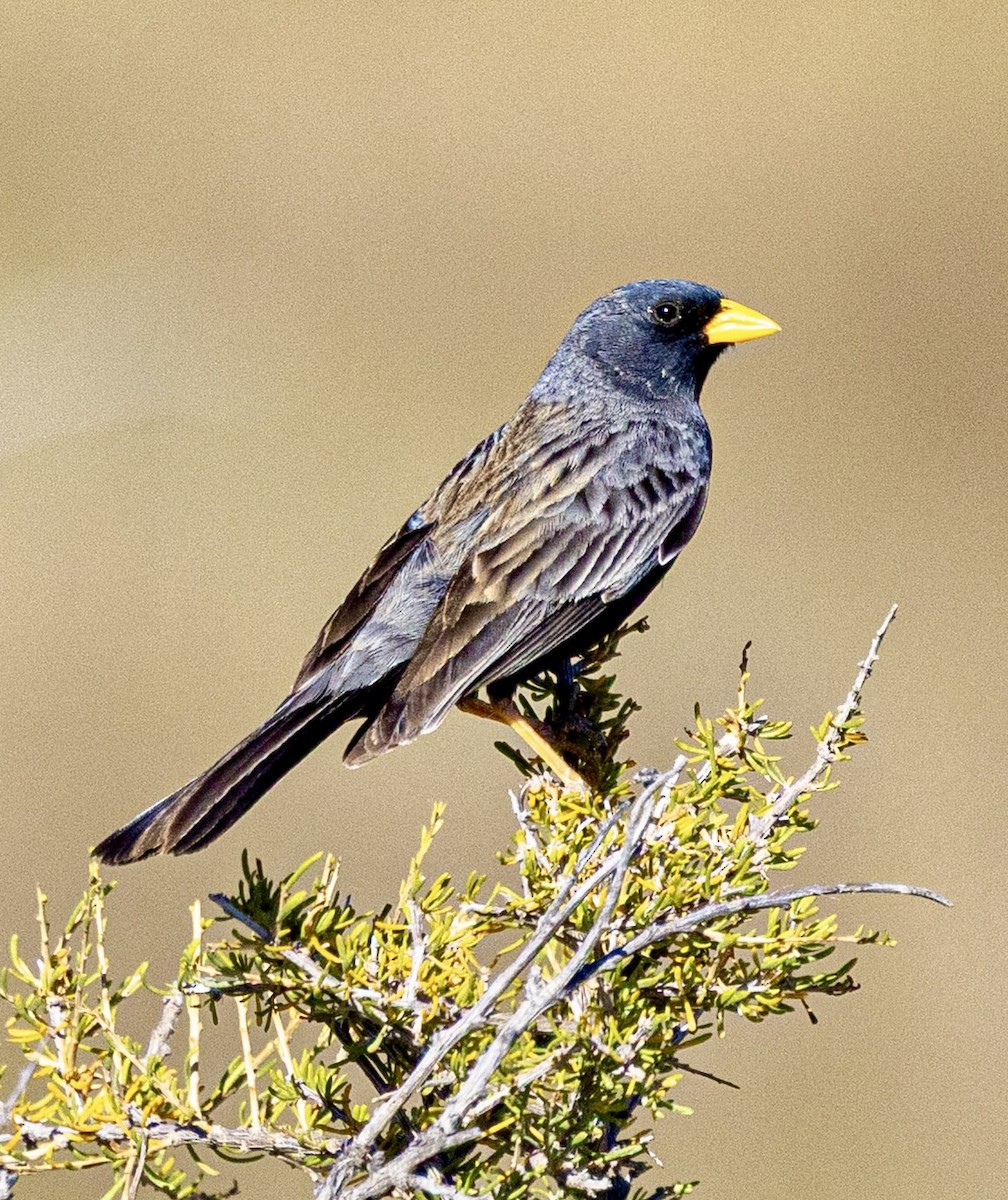 Carbonated Sierra Finch - ML645272951