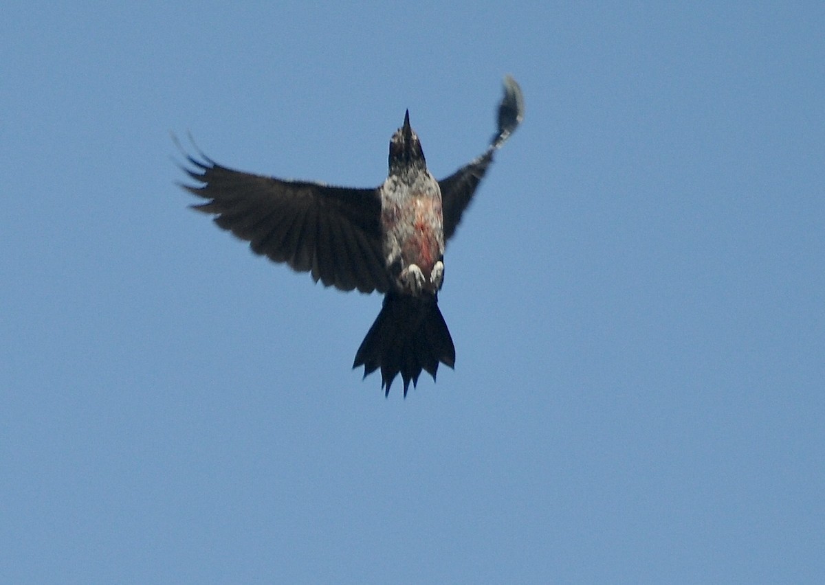 Lewis's Woodpecker - ML645272964