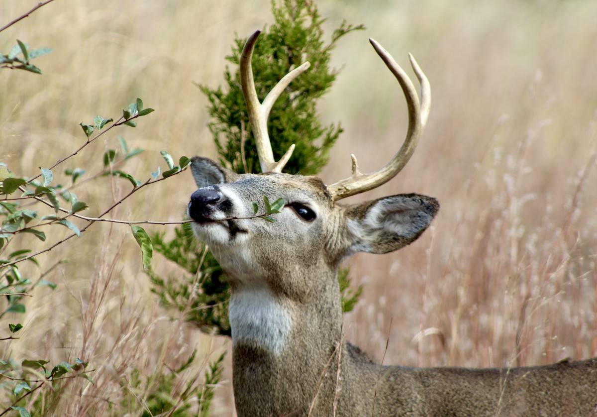 白尾鹿 - ML645272976