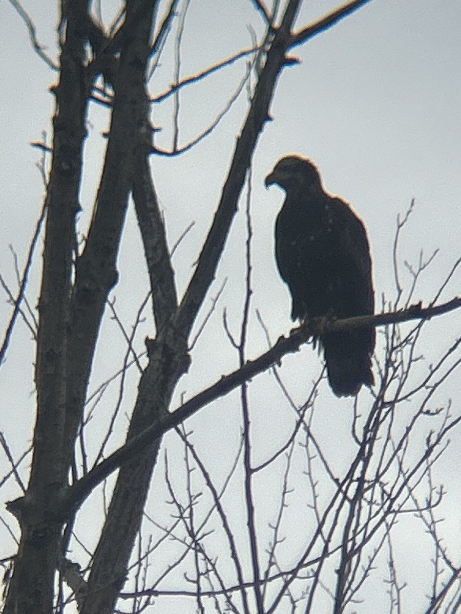 Орлан білоголовий - ML645272982