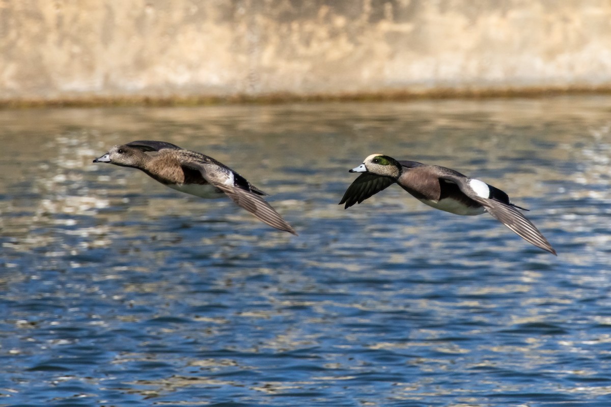 American Wigeon - ML645272999