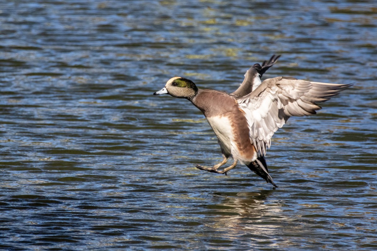 American Wigeon - ML645273000