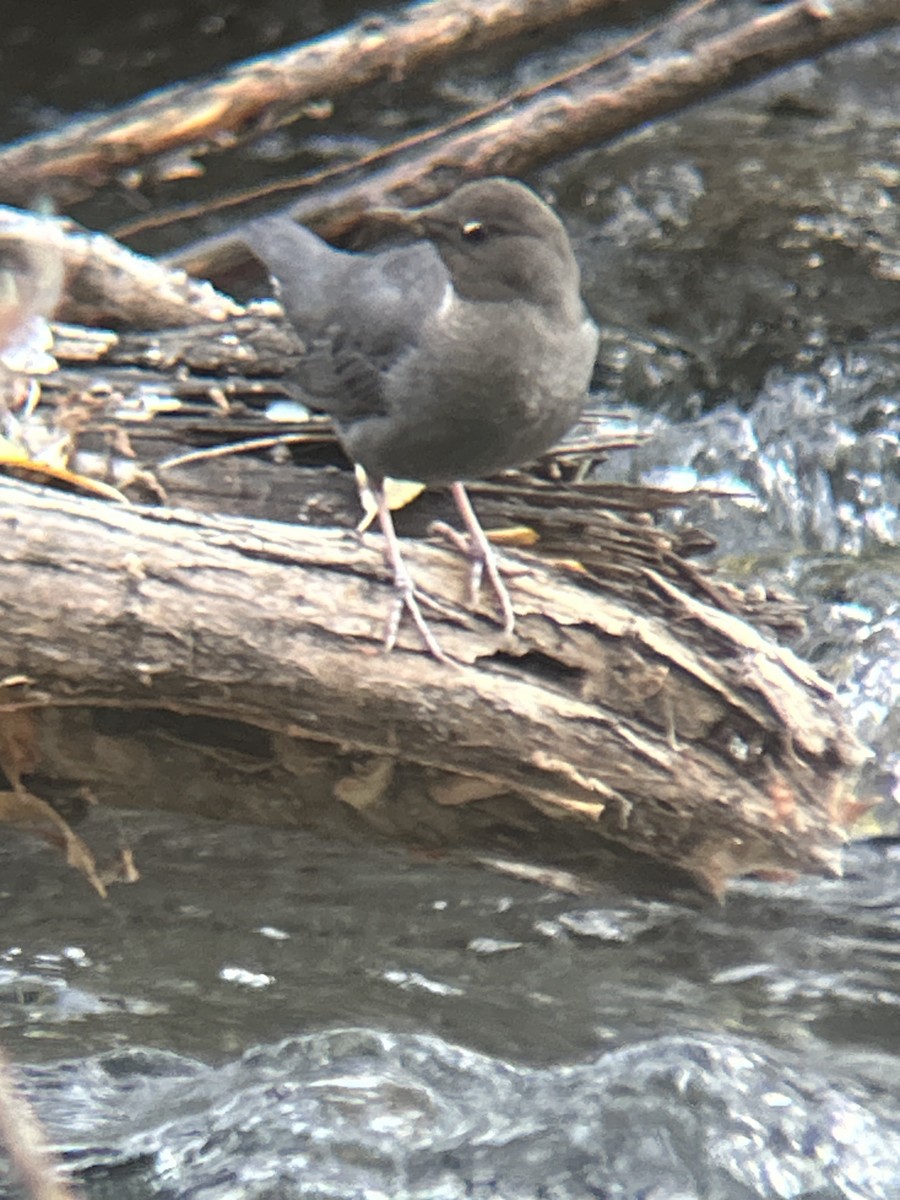 Ur-zozo iparramerikarra - ML645273007