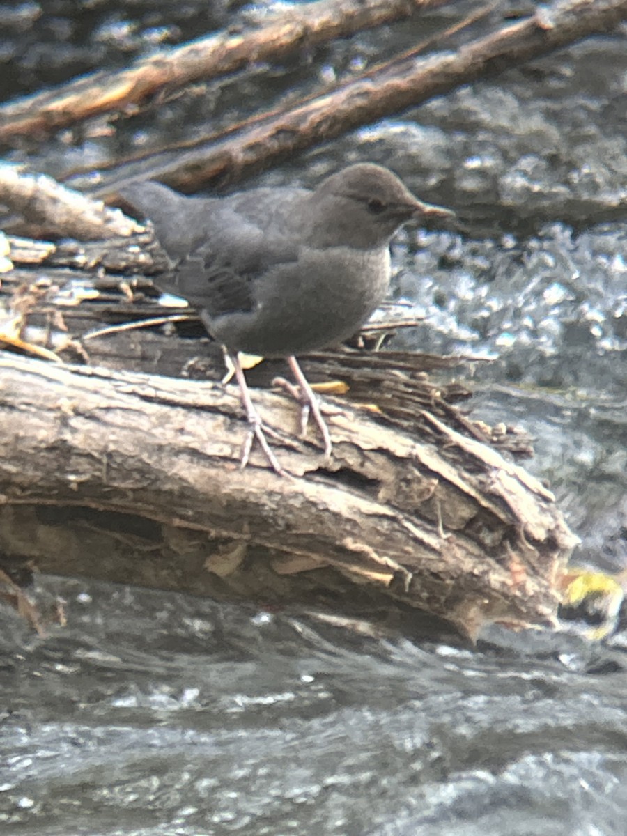 Ur-zozo iparramerikarra - ML645273008