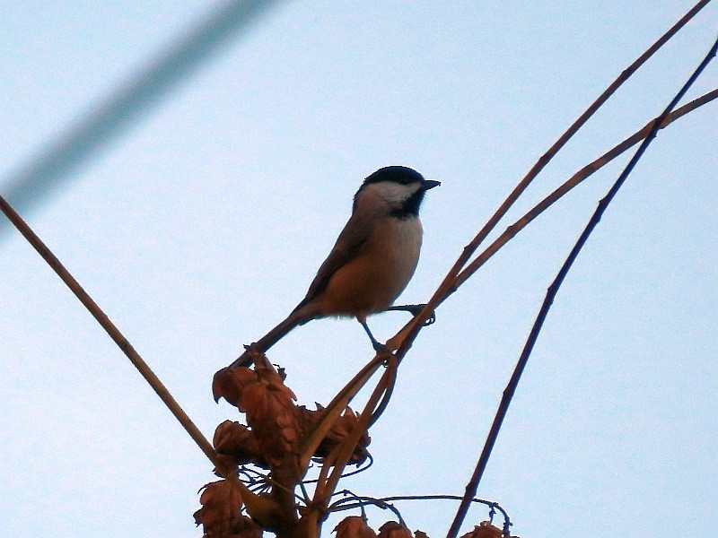 Carolina Chickadee - ML645273015