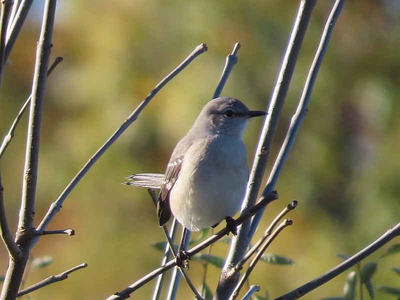 Northern Mockingbird - ML645273026