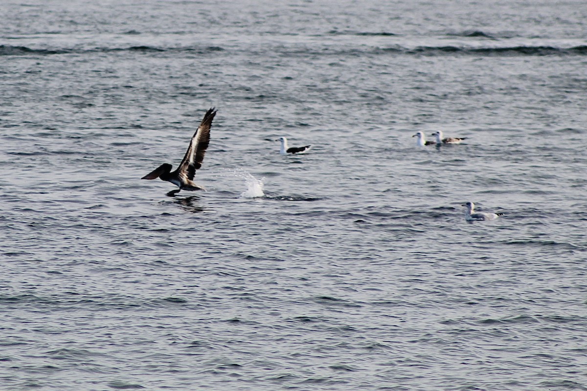 Brown Pelican - ML645273028