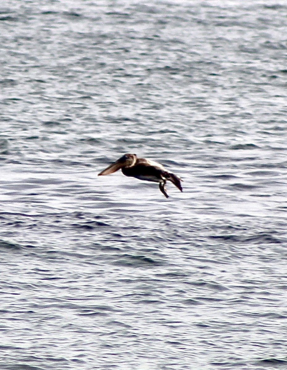 Brown Pelican - ML645273029