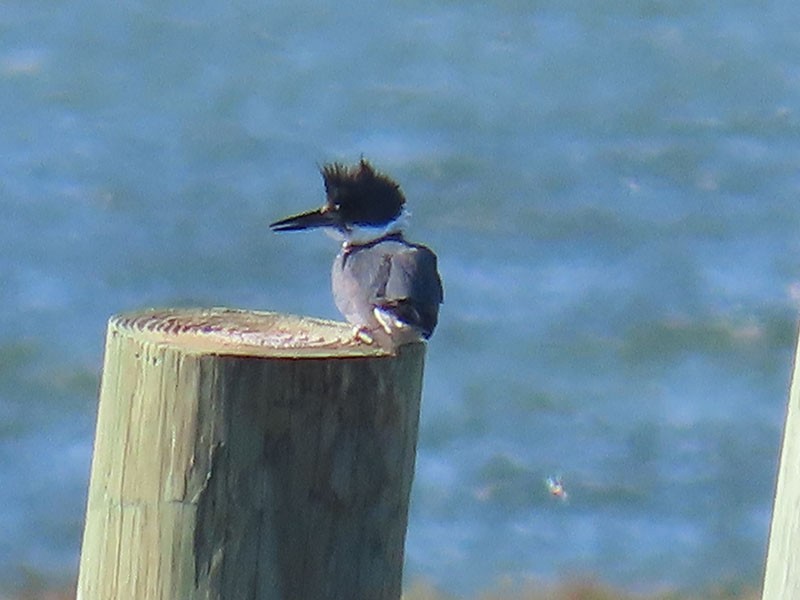 Martin handi iparramerikarra - ML645273030