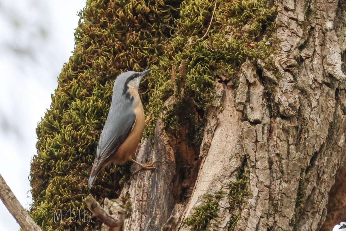 Garrapo eurasiarra - ML645273032