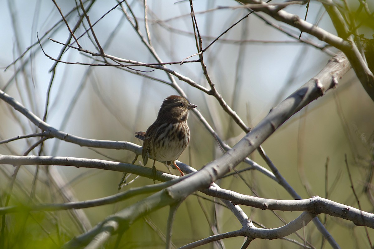Song Sparrow - ML645273046