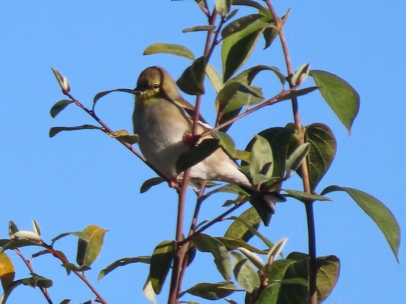 Altın İskete - ML645273056