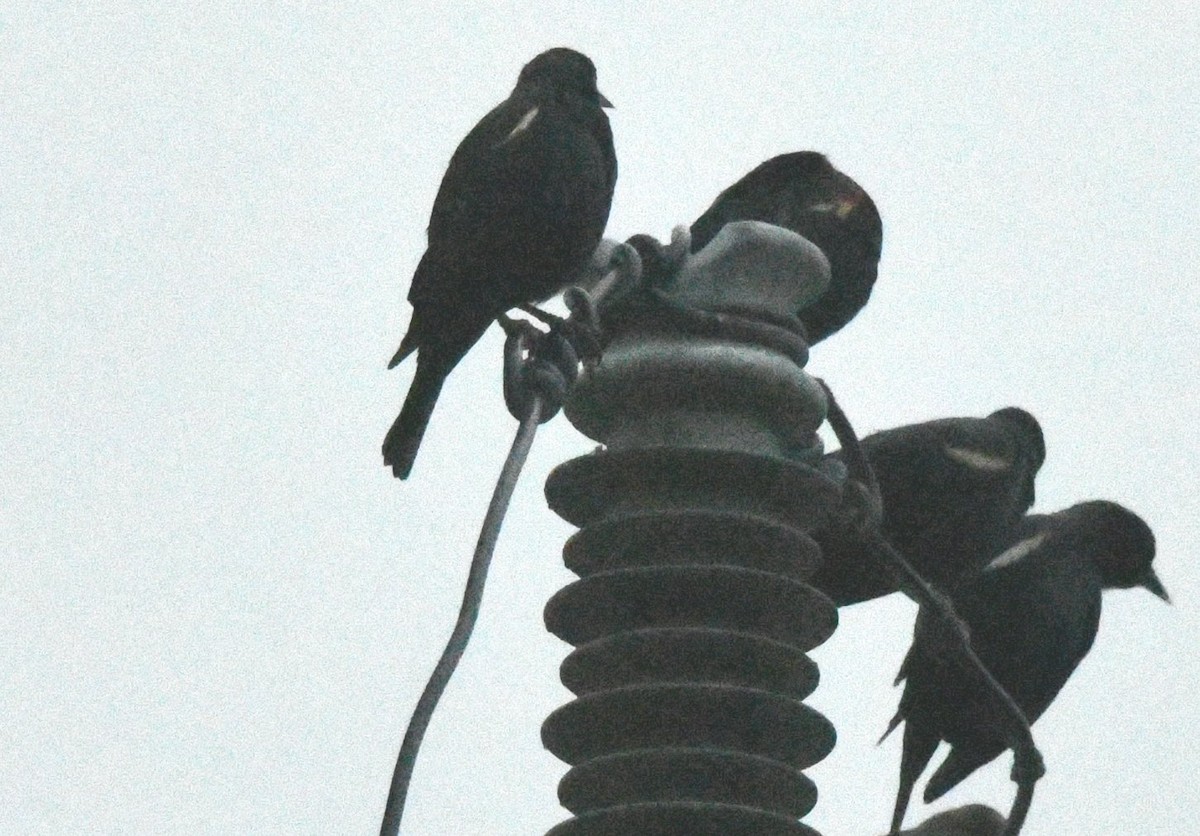 Tricolored Blackbird - ML645273069