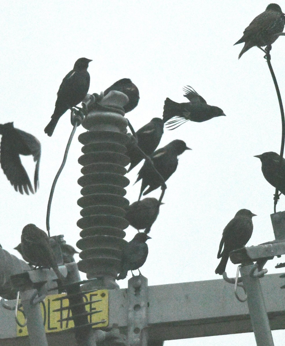 Tricolored Blackbird - ML645273070