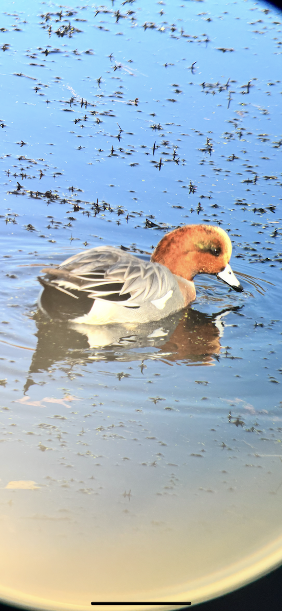 Eurasian Wigeon - ML645273071