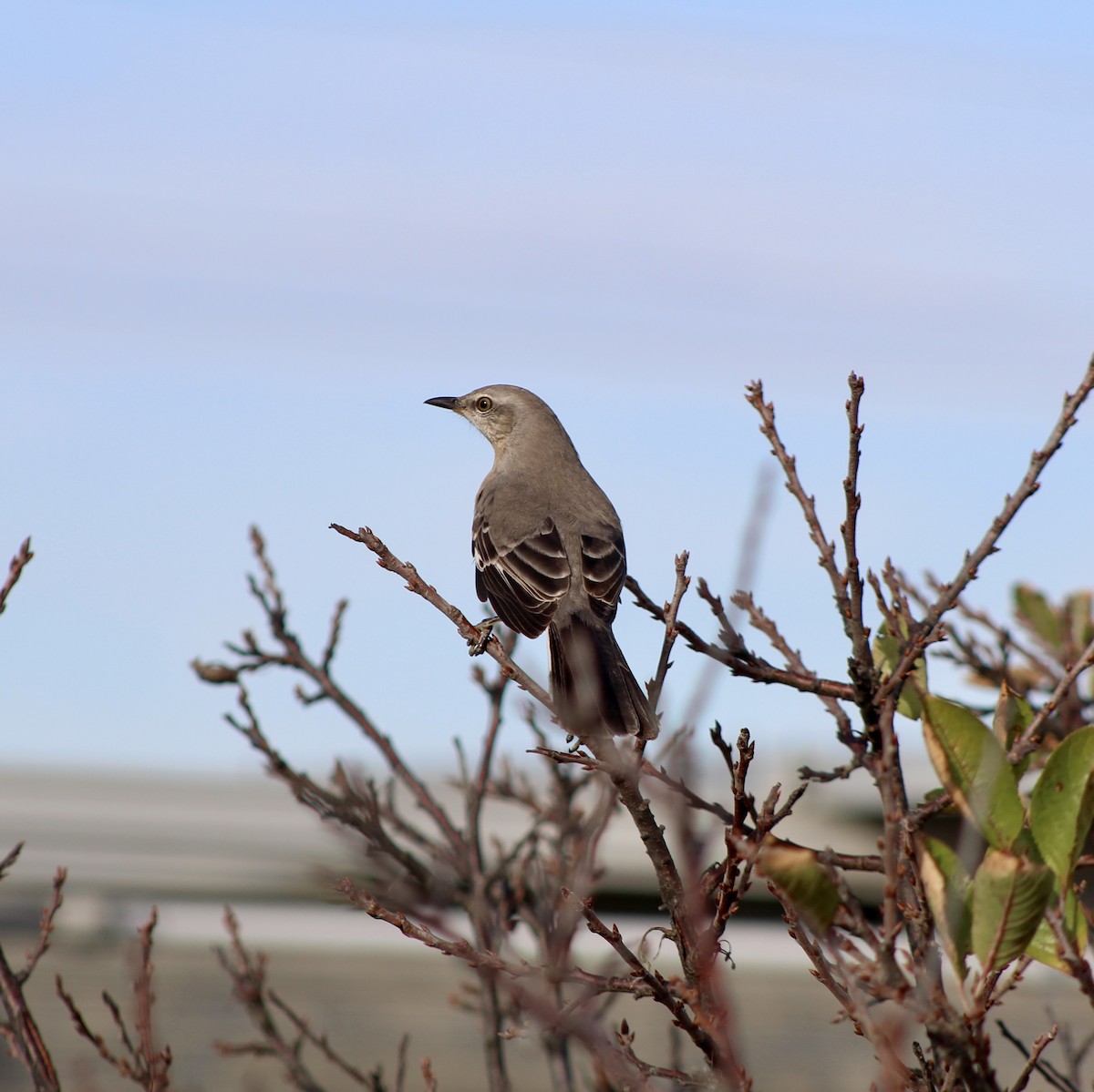 Northern Mockingbird - ML645273073