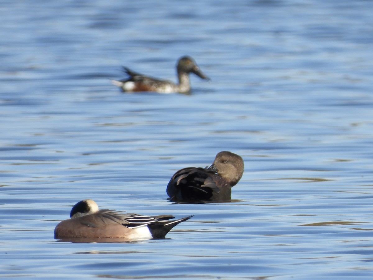 American Wigeon - ML645273079