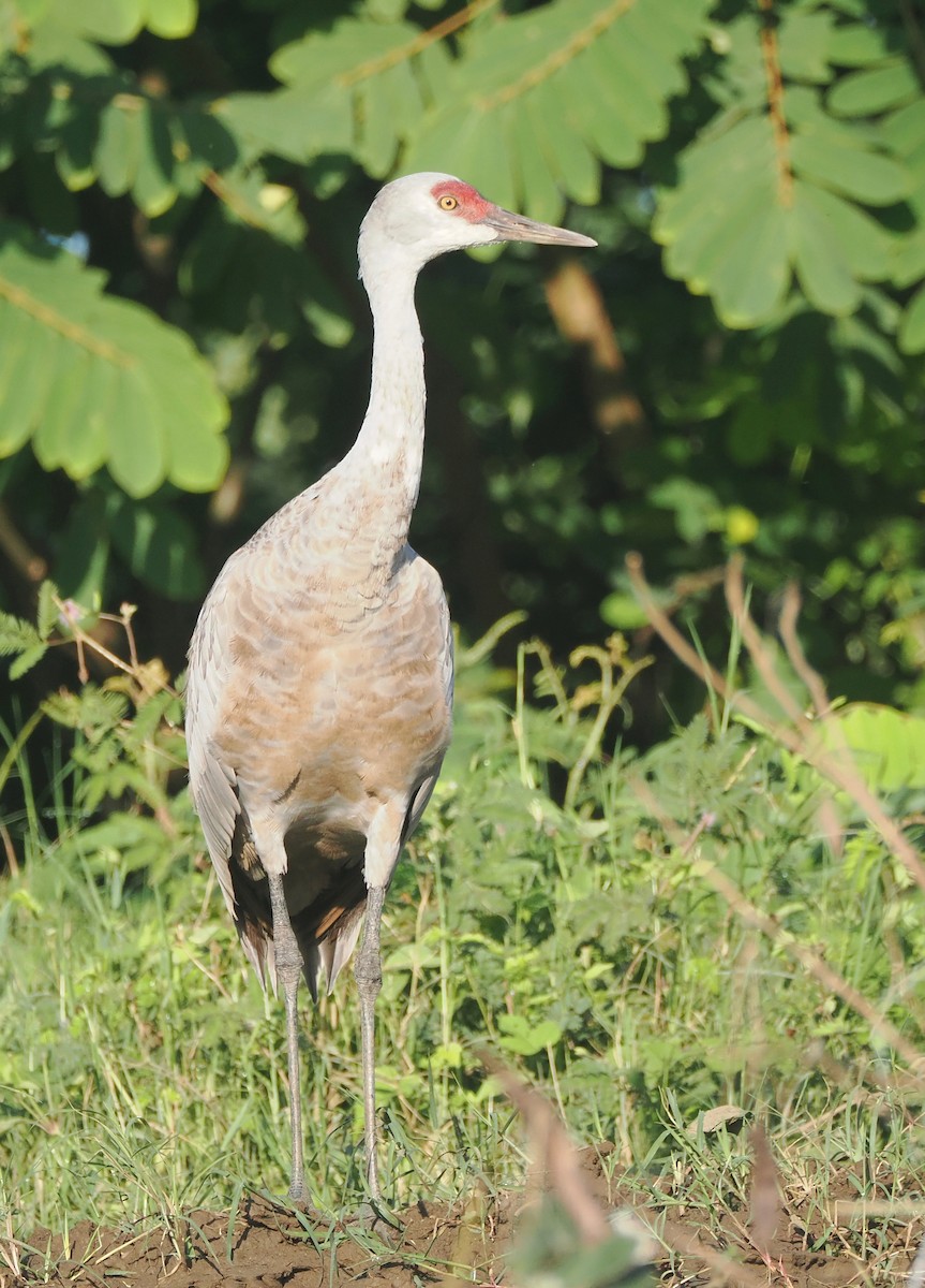 Sandhill Crane (Lesser) - ML645273082