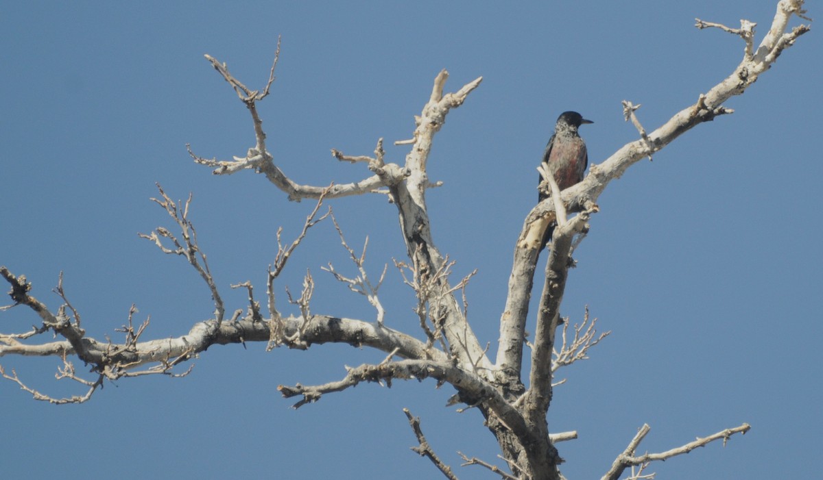 Lewis's Woodpecker - ML645273095