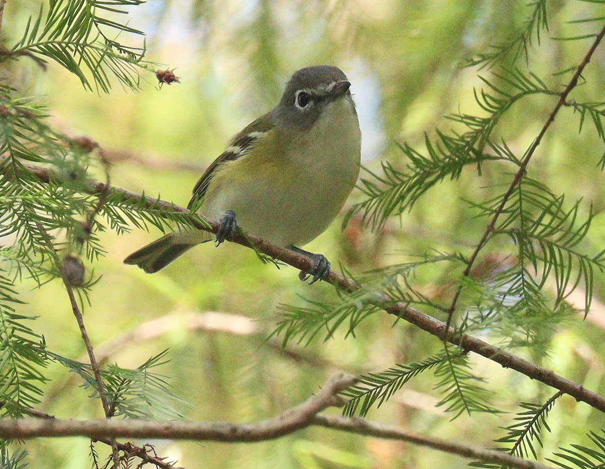 フタスジモズモドキ - ML645273096