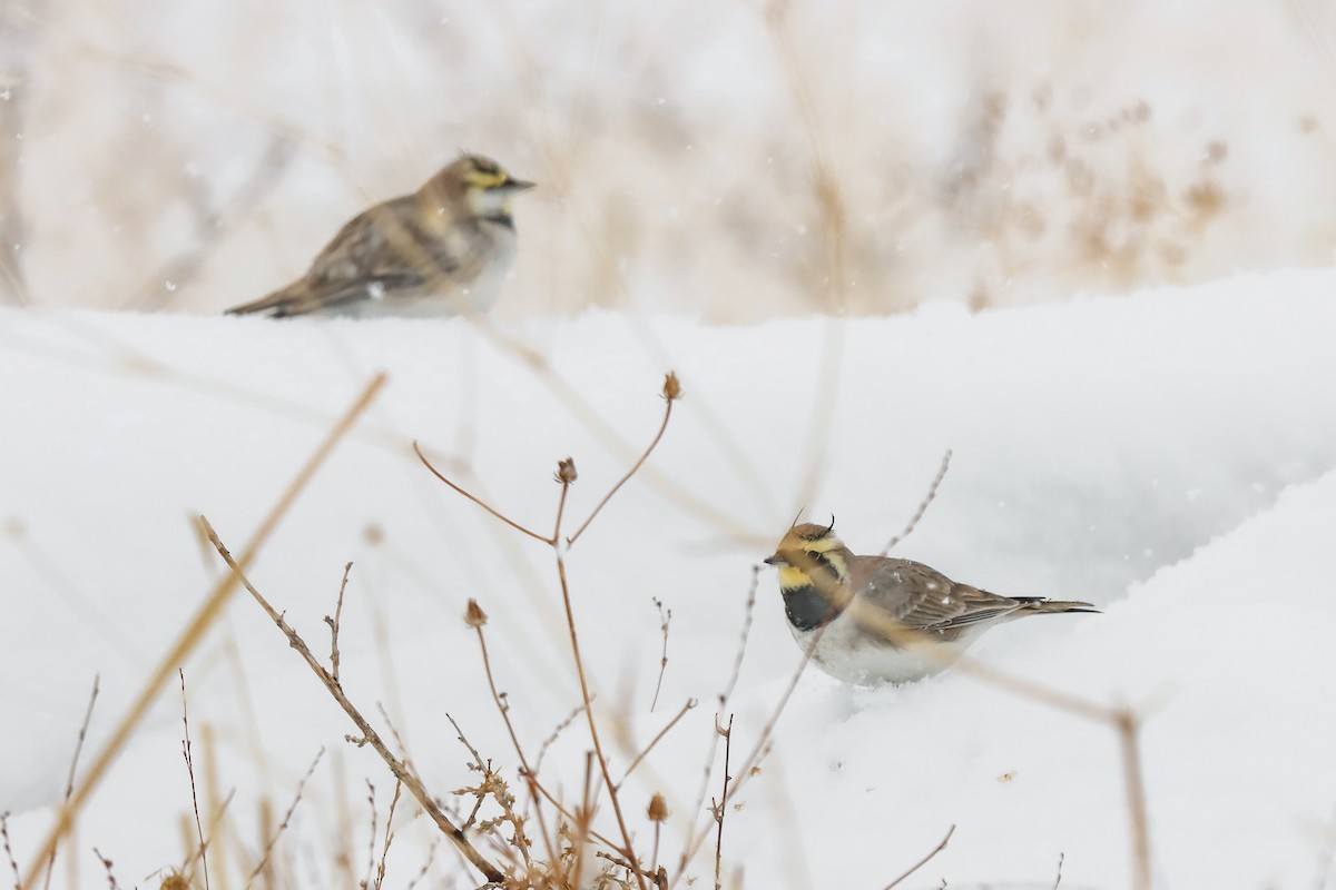 Horned Lark - ML645273111