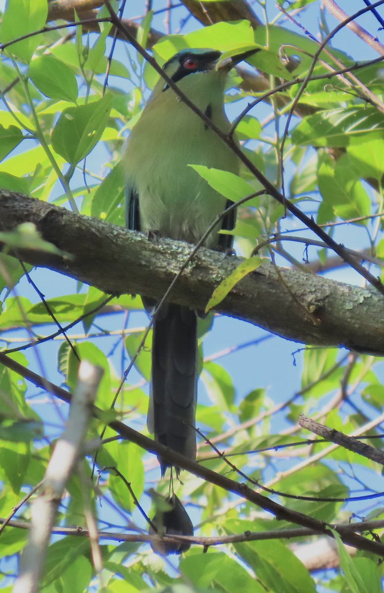 Motmot à tête bleue - ML645273113