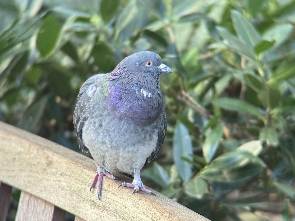 Сизый голубь (Одомашненного типа) - ML645273115