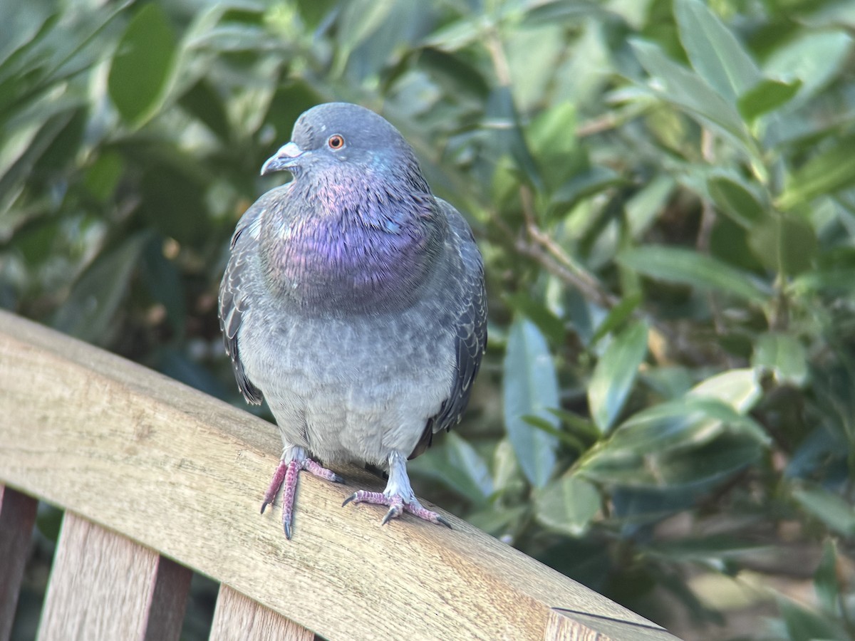 Сизый голубь (Одомашненного типа) - ML645273116