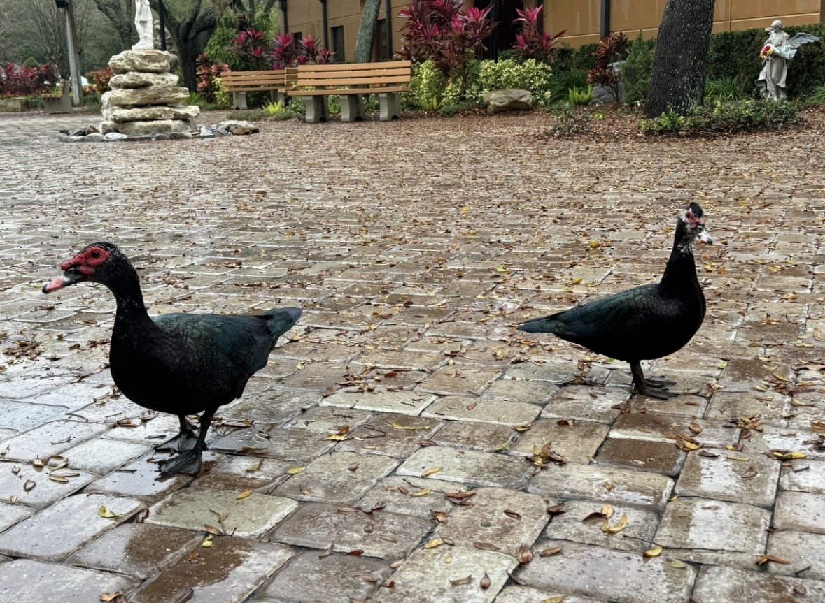 Мускусная утка (Одомашенного типа) - ML645273117