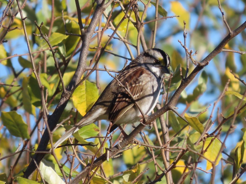 Белогорлая зонотрихия - ML645273119