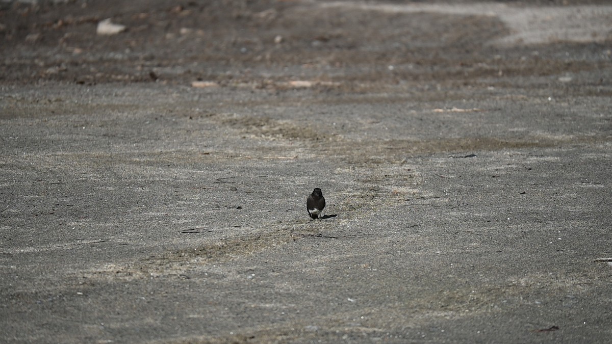 Чёрный фиби - ML645273125