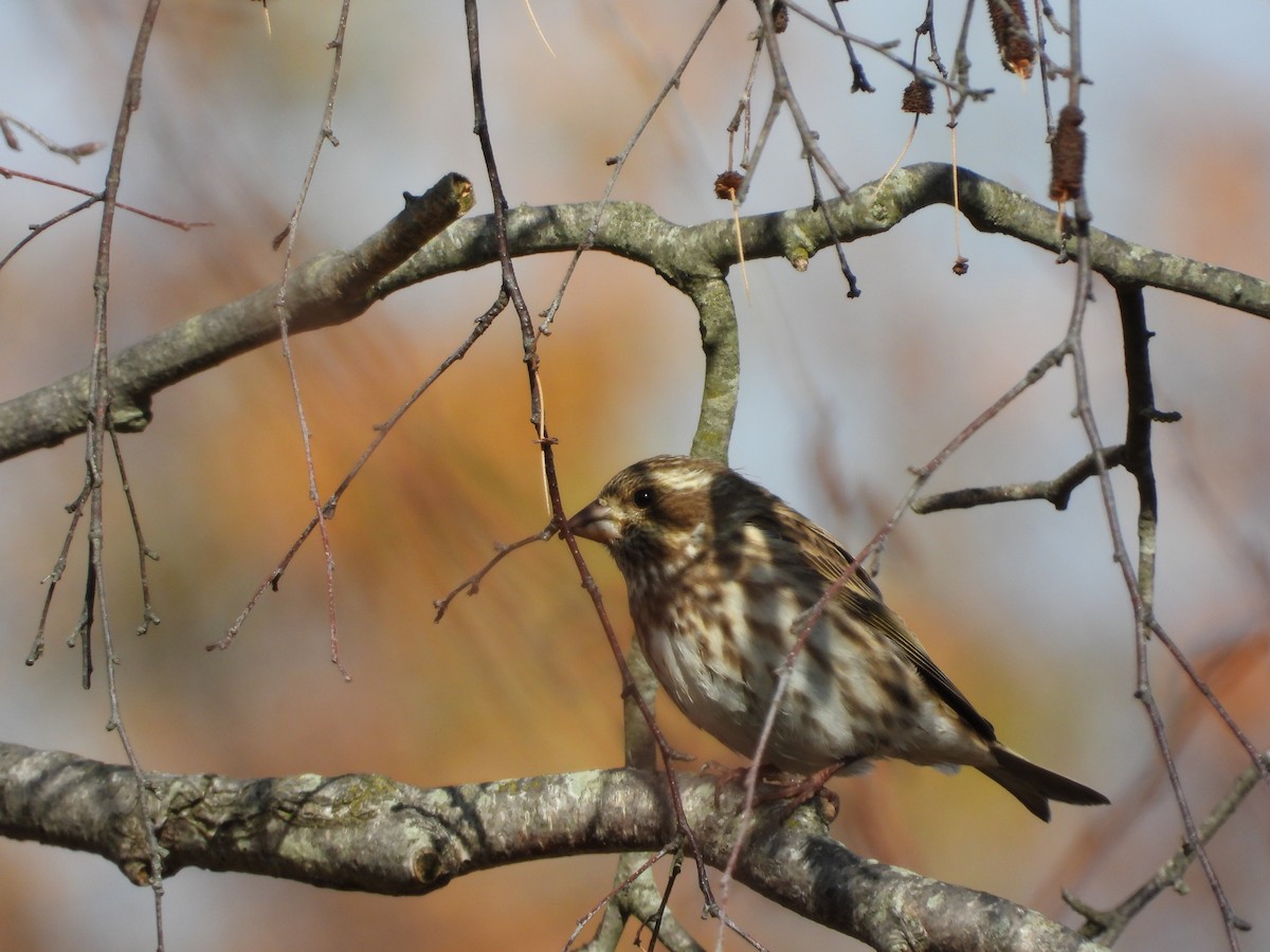 Пурпурная чечевица - ML645273126