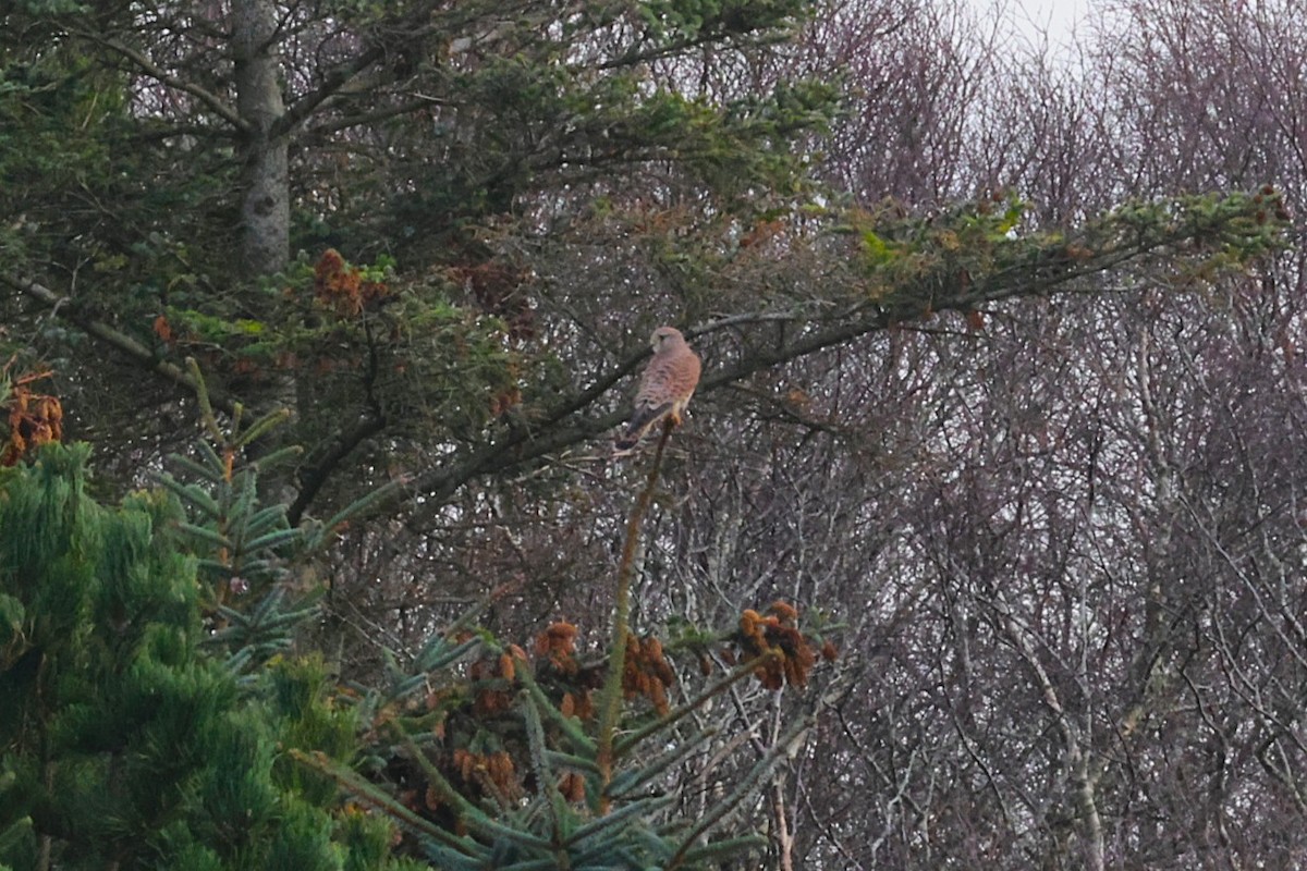 Пустельга - ML645273127