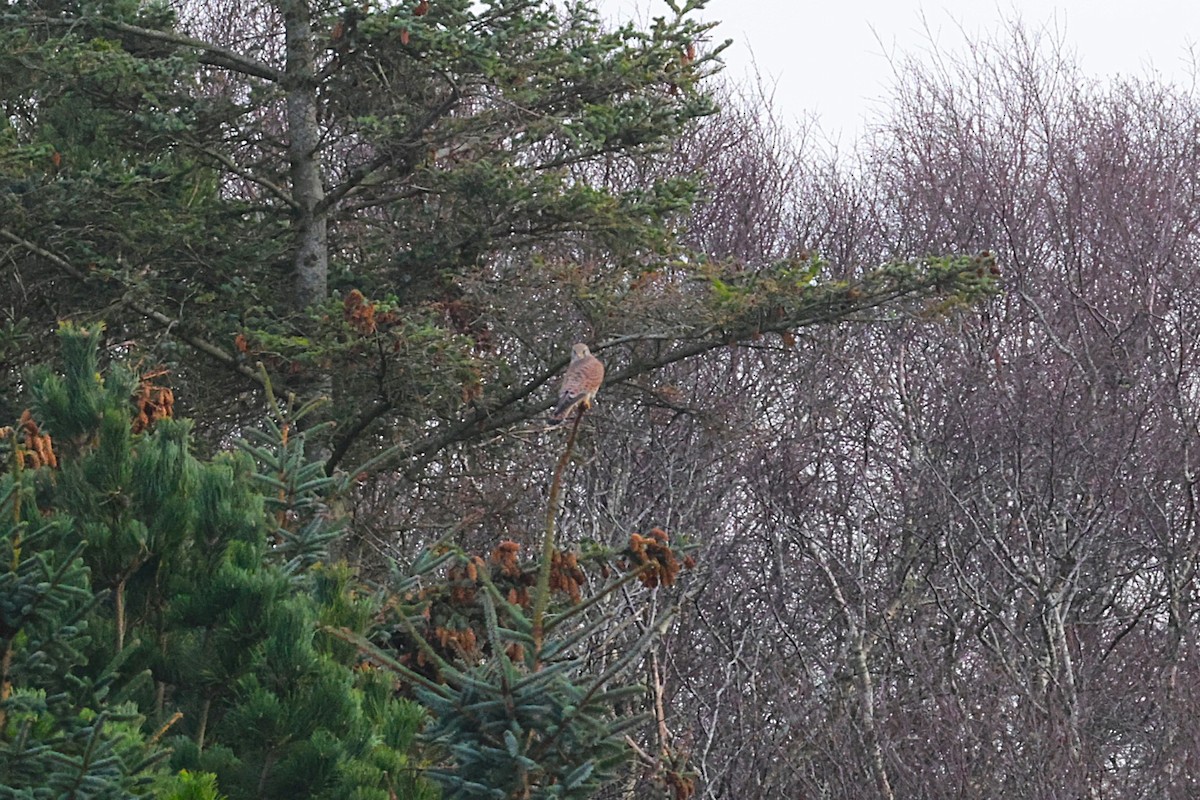 Пустельга - ML645273128