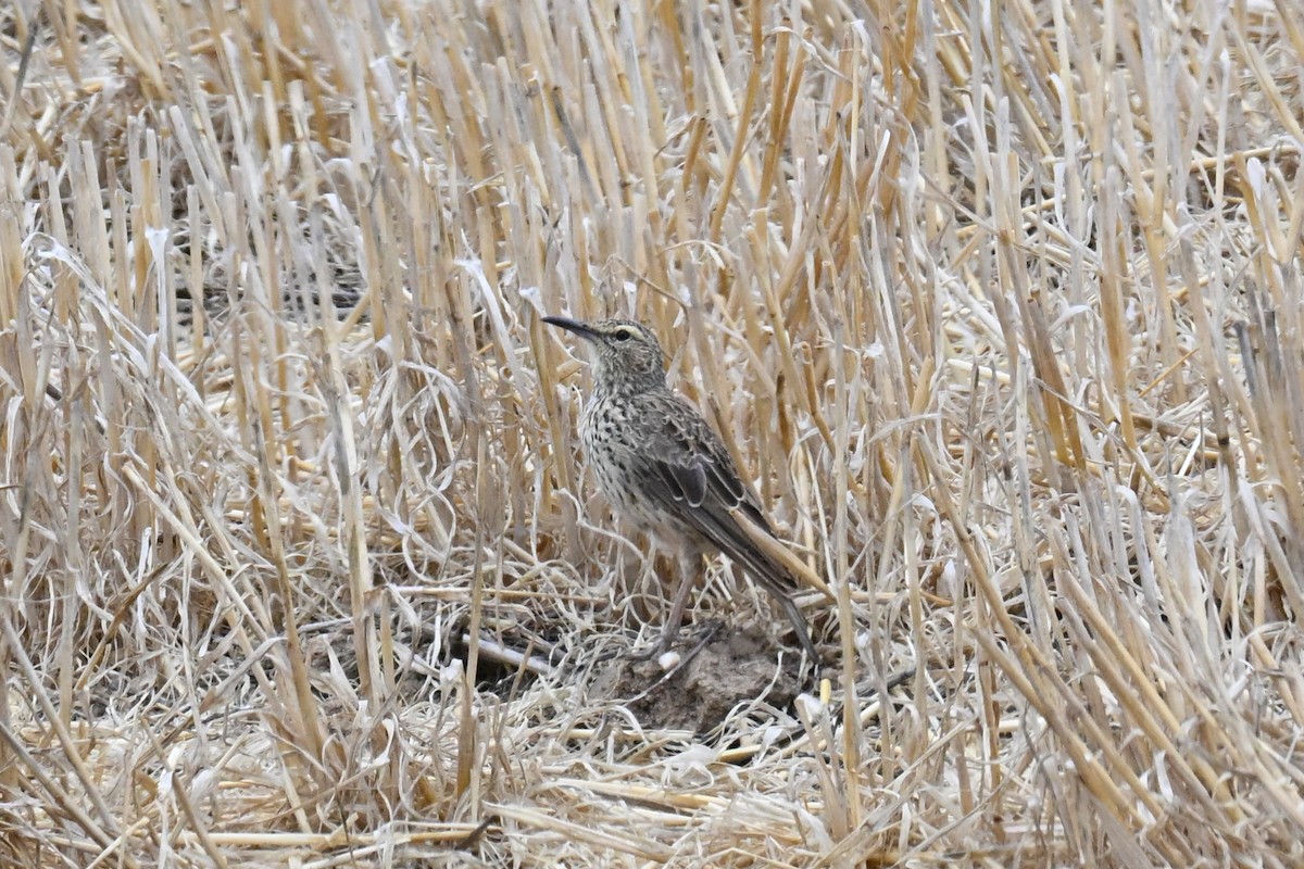 Cape Long-billed Lark - ML645273129