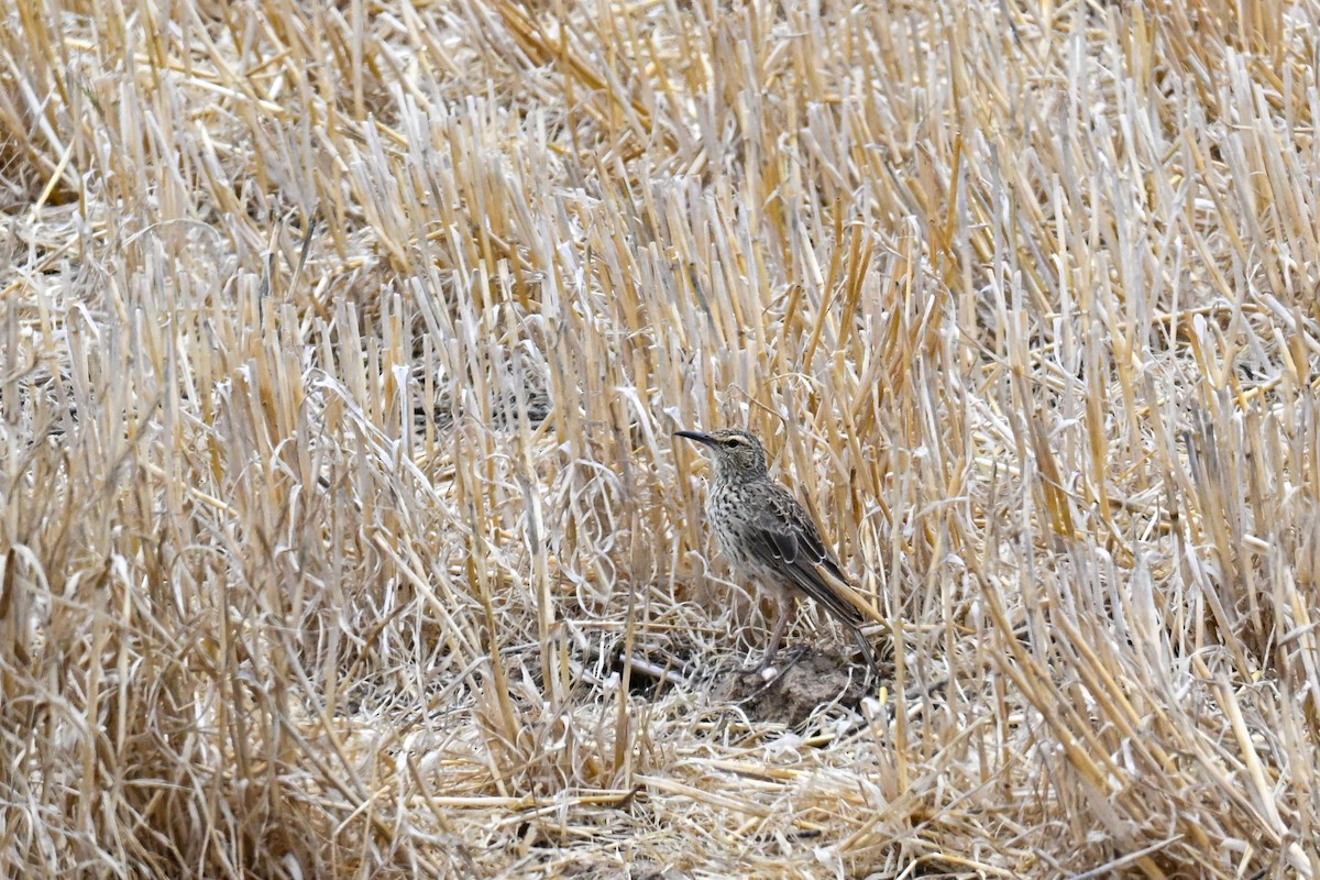 Cape Long-billed Lark - ML645273130