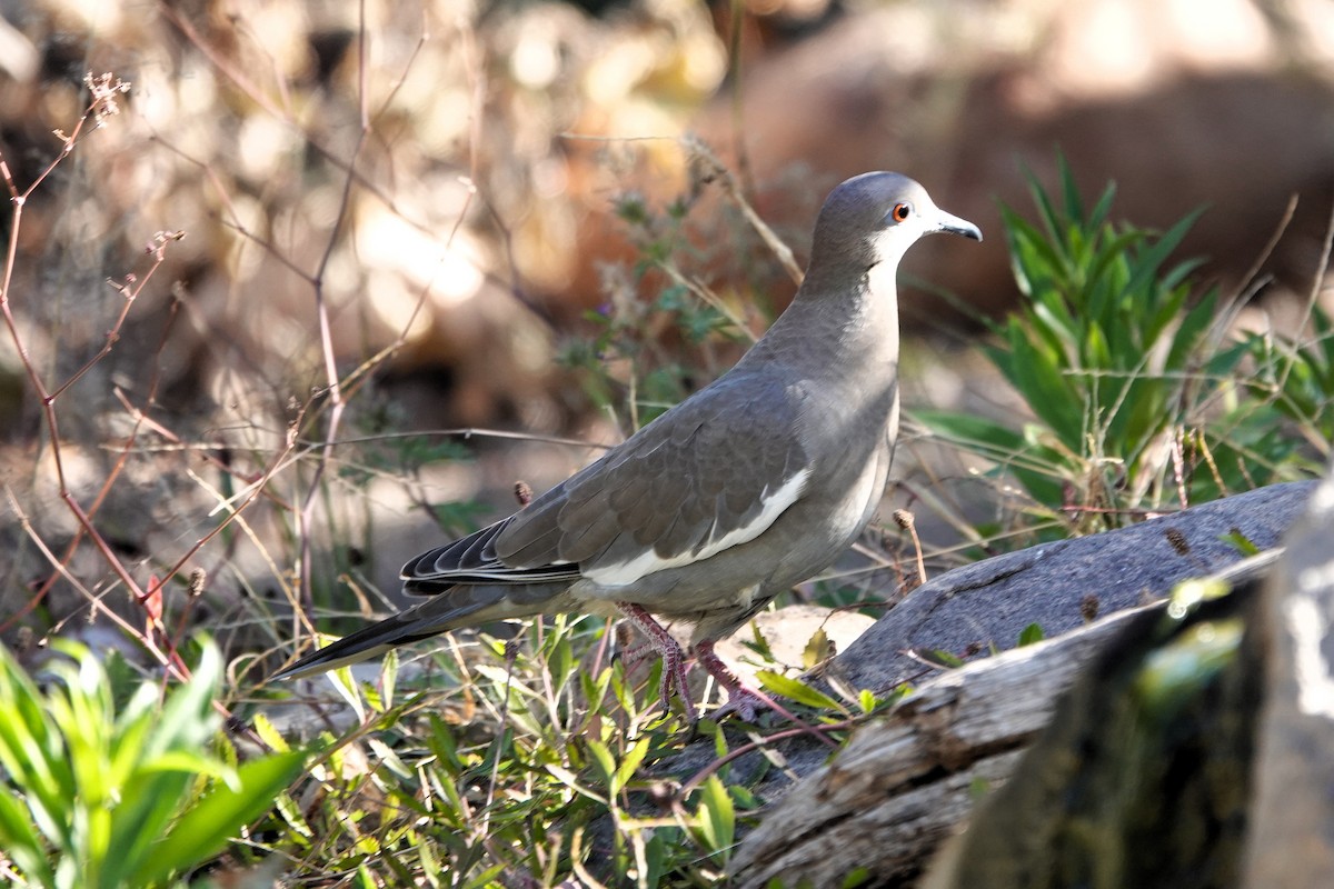 Белокрылая горлица - ML645273134