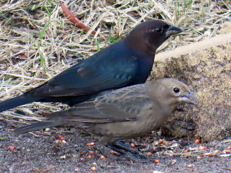 Коровий трупиал, буроголовый желтушник - ML645273136