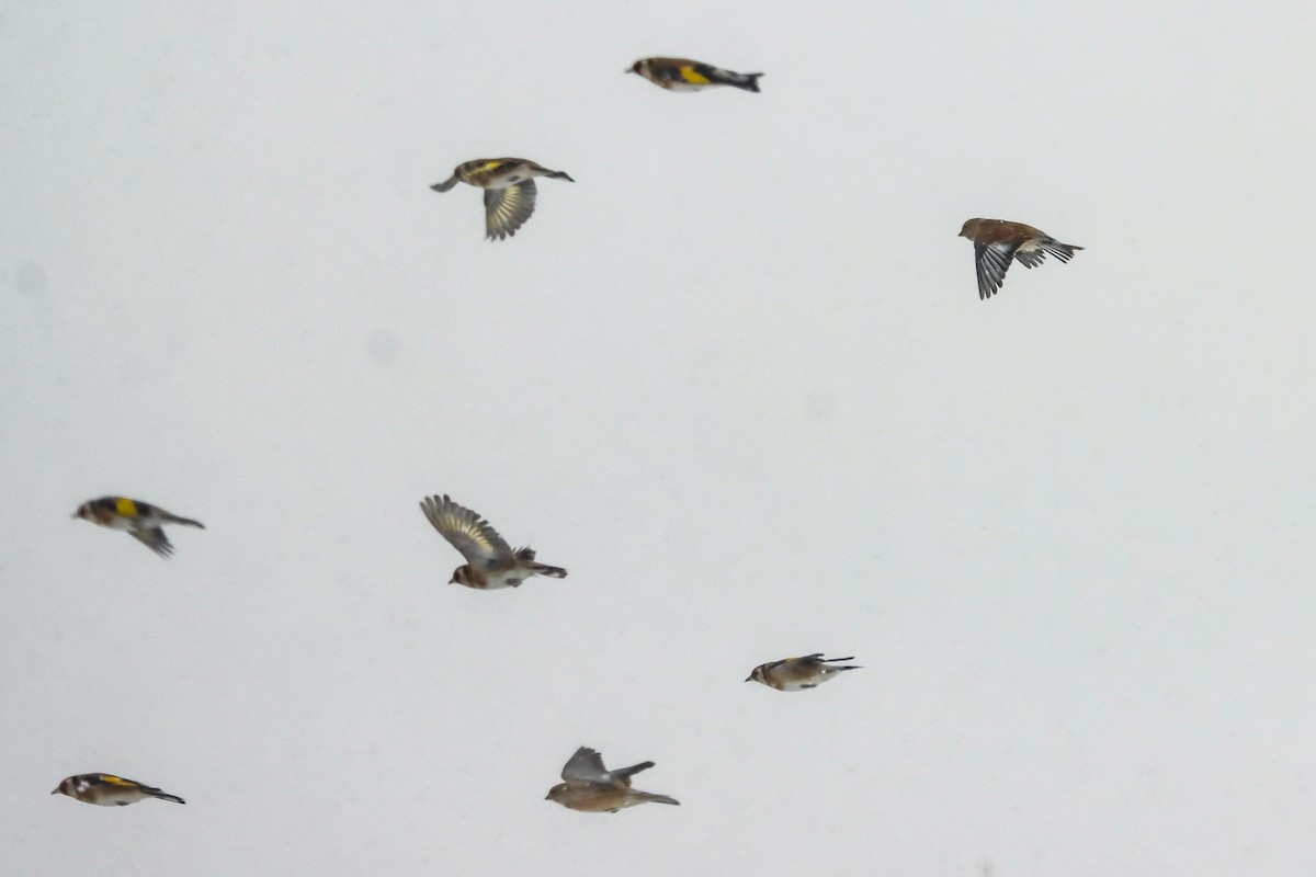 Коноплянка - ML645273137