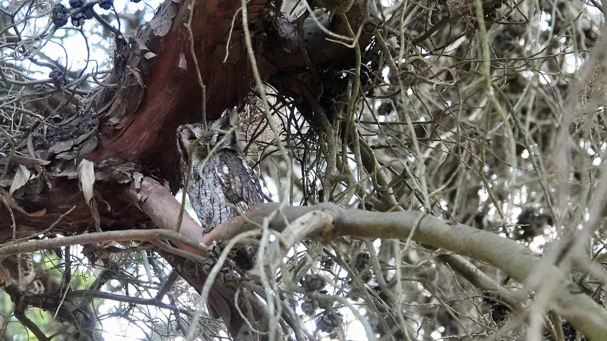 Южноамериканская совка - ML645273138