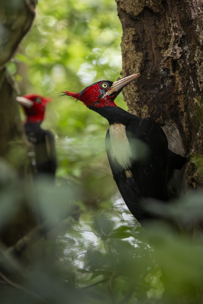 Кремовоспинный дятел - ML645273142