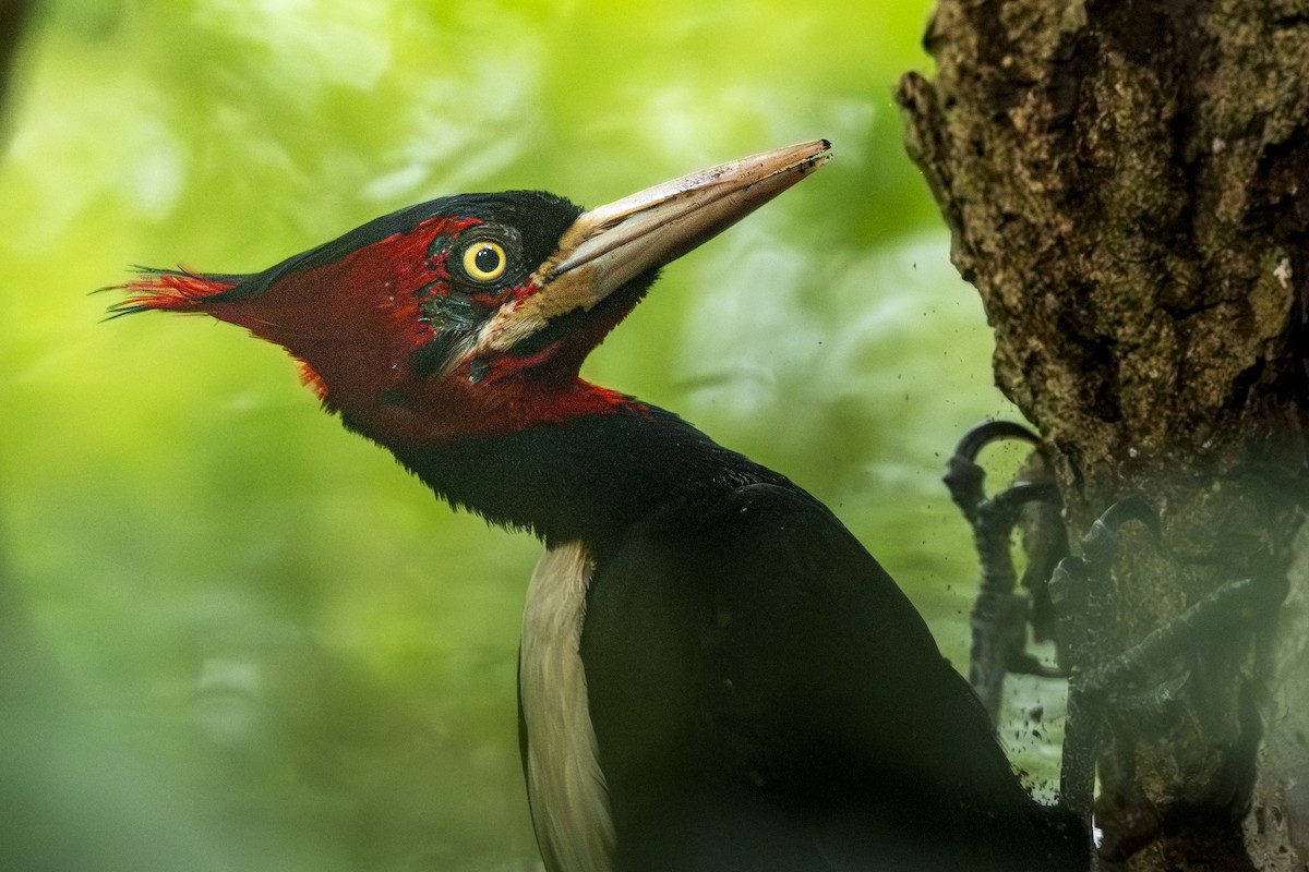 Кремовоспинный дятел - ML645273143