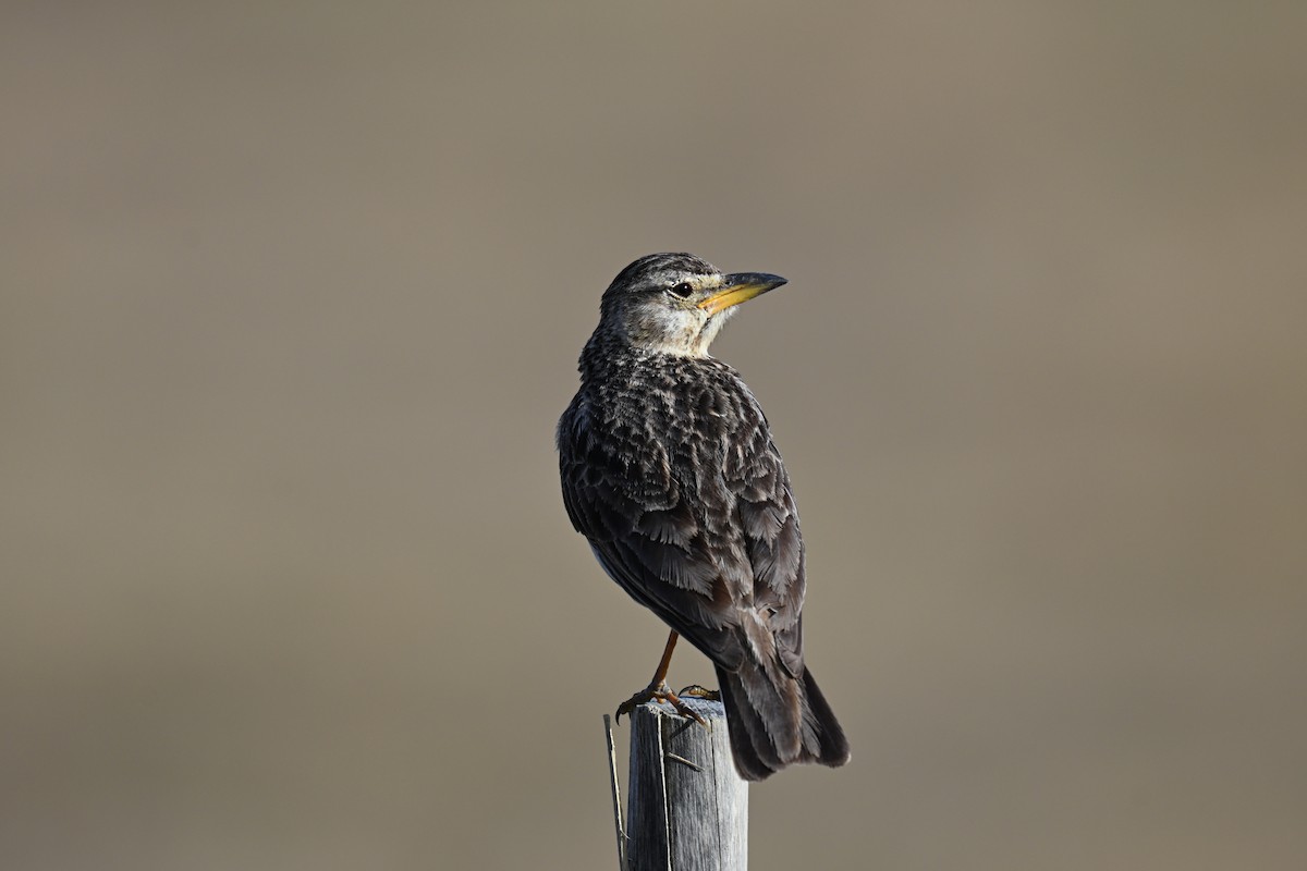 Большеклювый жаворонок - ML645273145