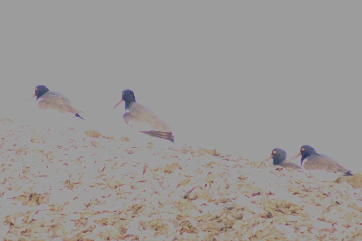 Американский кулик-сорока - ML645273146