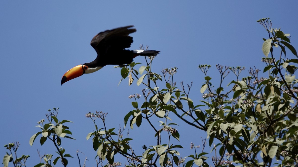 Тукан-токо - ML645273147