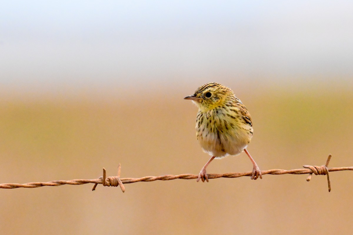 Короткохвостая цистикола - ML645273152