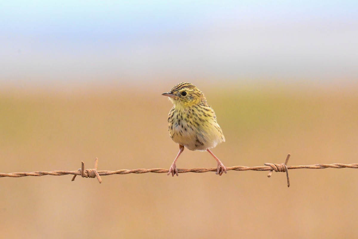 Короткохвостая цистикола - ML645273153