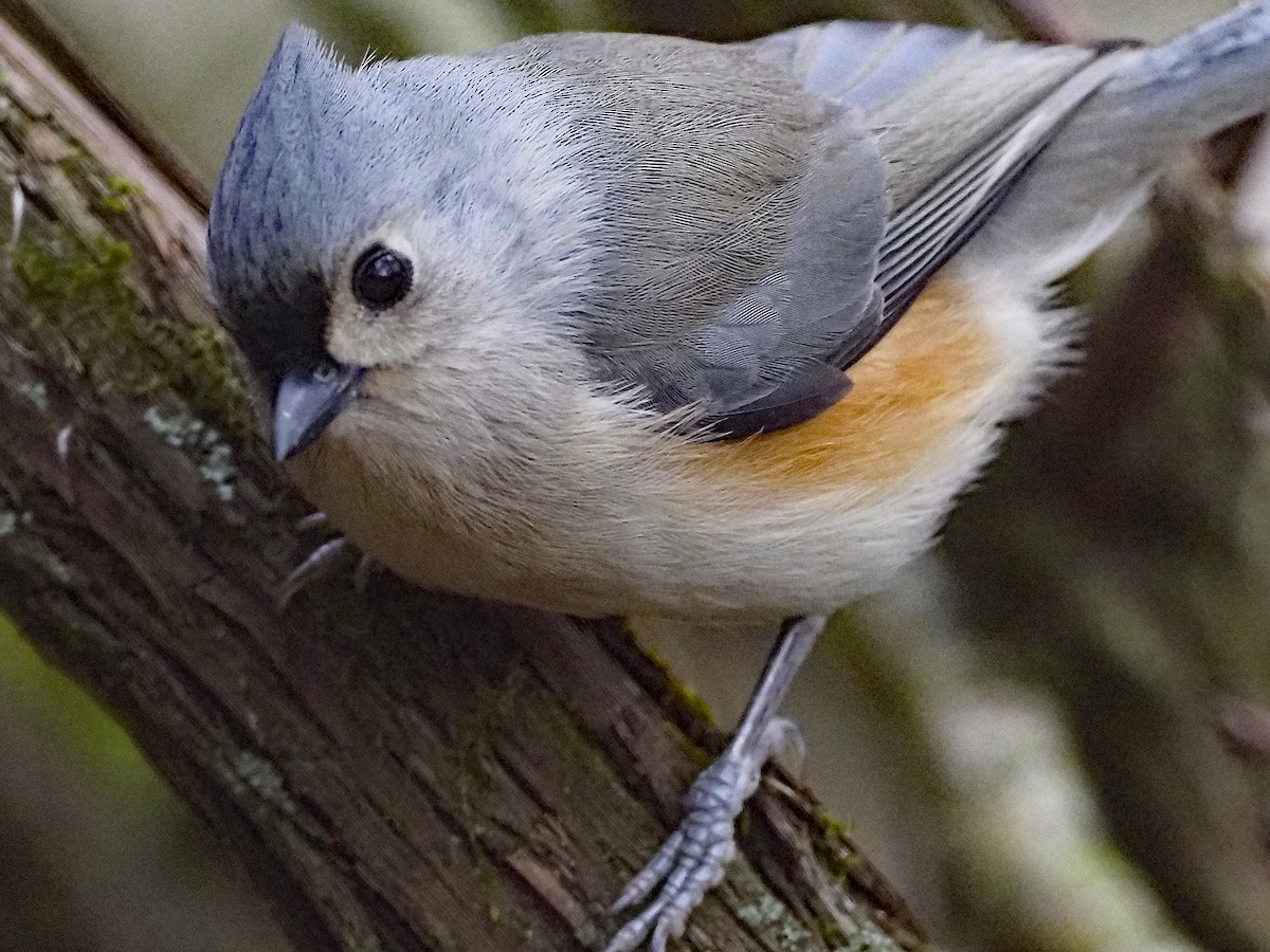 Tufted Titmouse - ML645273154