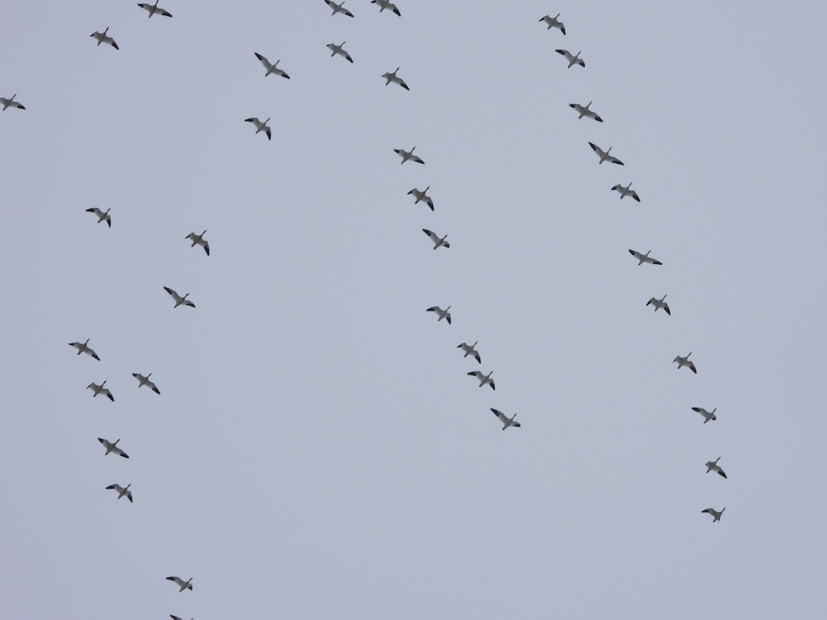 Белый гусь - ML645273155