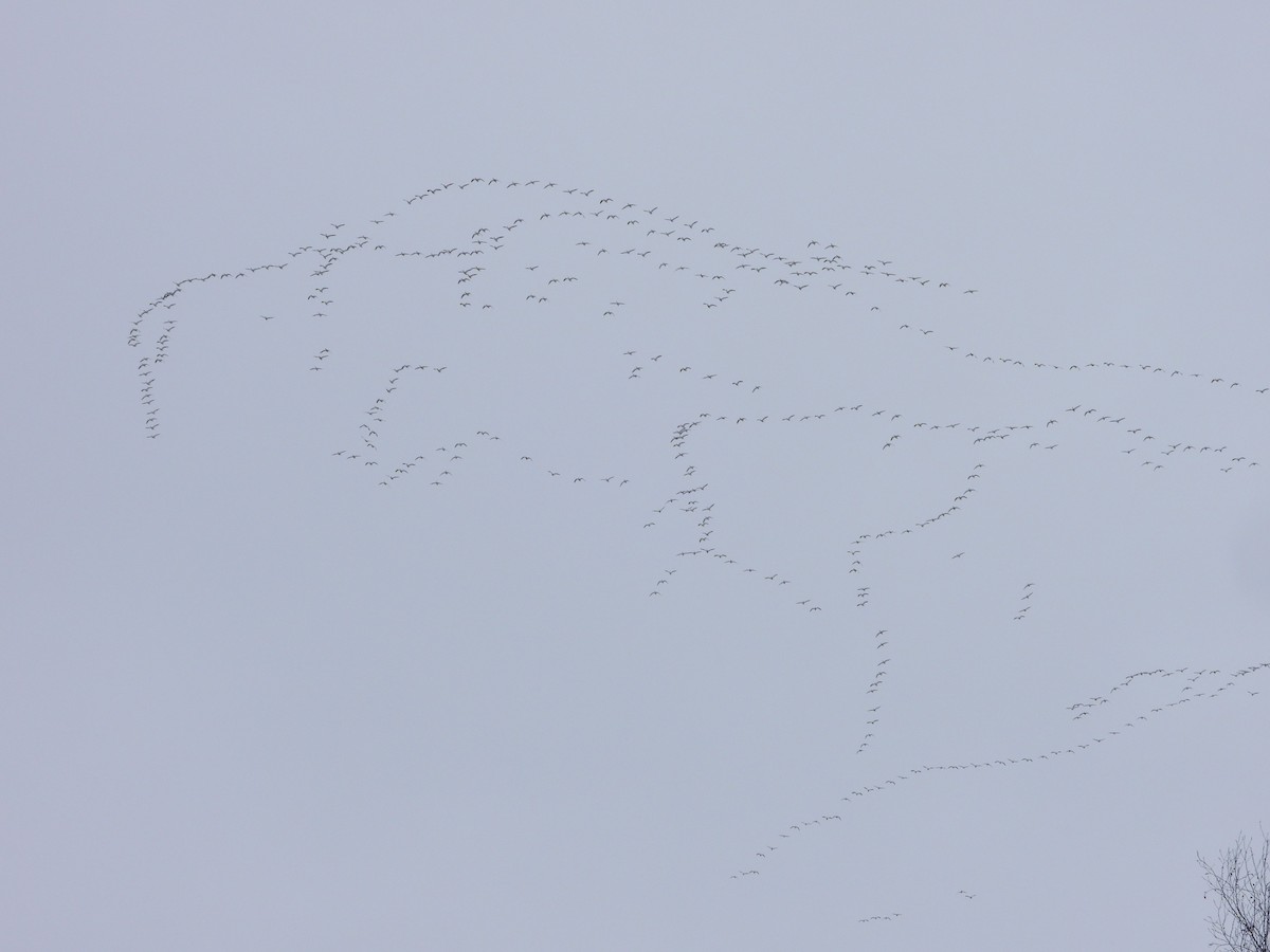 Белый гусь - ML645273156